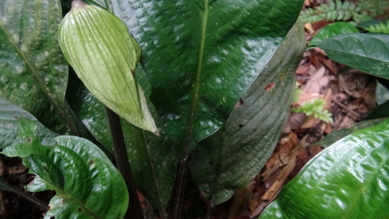 0980 DSC00155